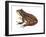 Chorus Frog (Pseudacris Ornata) , Amphibians-Encyclopaedia Britannica-Framed Art Print