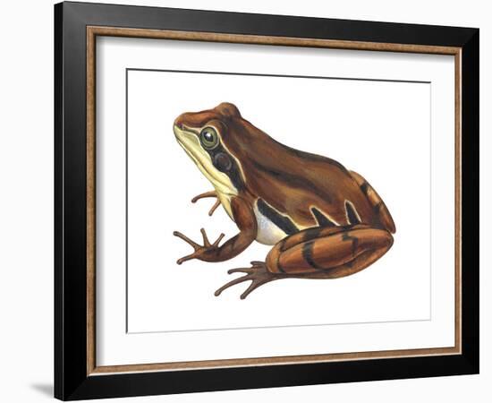 Chorus Frog (Pseudacris Ornata) , Amphibians-Encyclopaedia Britannica-Framed Art Print