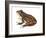 Chorus Frog (Pseudacris Ornata) , Amphibians-Encyclopaedia Britannica-Framed Art Print