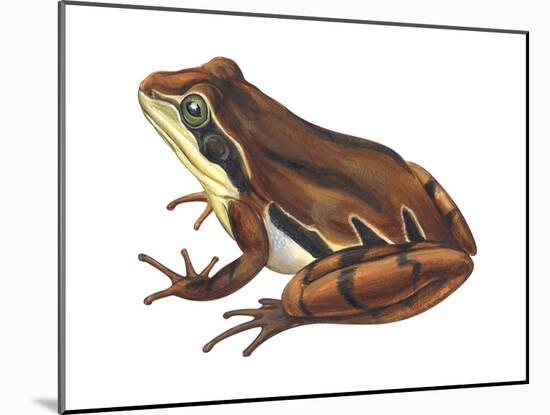 Chorus Frog (Pseudacris Ornata) , Amphibians-Encyclopaedia Britannica-Mounted Art Print