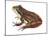 Chorus Frog (Pseudacris Ornata) , Amphibians-Encyclopaedia Britannica-Mounted Art Print