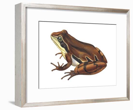 Chorus Frog (Pseudacris Ornata) , Amphibians-Encyclopaedia Britannica-Framed Art Print