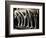 Chorus Girls' Legs-Bettmann-Framed Photographic Print