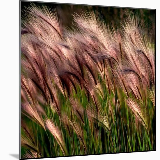 Chorus of Beauty Unnoticed-Steven Maxx-Mounted Photographic Print