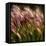 Chorus of Beauty Unnoticed-Steven Maxx-Framed Premier Image Canvas