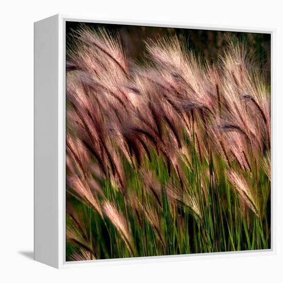 Chorus of Beauty Unnoticed-Steven Maxx-Framed Premier Image Canvas