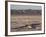 Chott El Jerid, Flat Dry Salt Lake Between Tozeur and Kebili, Tunisia, North Africa, Africa-Dallas & John Heaton-Framed Photographic Print