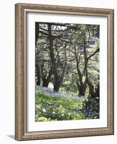 Chouf Cedar Reserve, Lebanon, Middle East-Wendy Connett-Framed Photographic Print