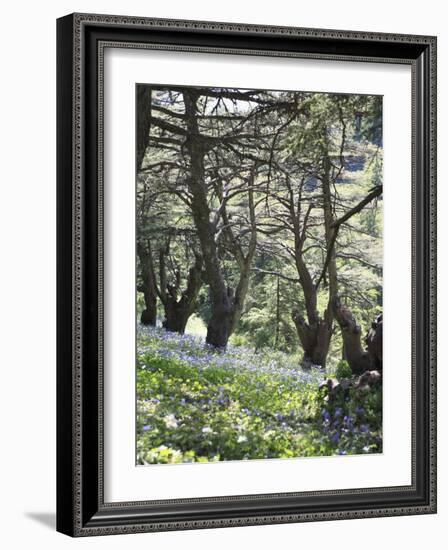 Chouf Cedar Reserve, Lebanon, Middle East-Wendy Connett-Framed Photographic Print