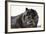 Chow Chow 02-Bob Langrish-Framed Photographic Print