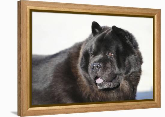 Chow Chow 02-Bob Langrish-Framed Premier Image Canvas