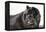 Chow Chow 02-Bob Langrish-Framed Premier Image Canvas