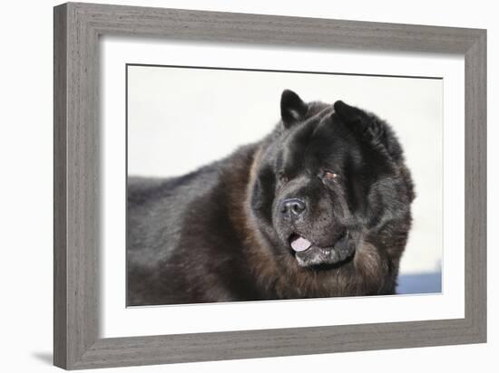 Chow Chow 02-Bob Langrish-Framed Photographic Print