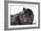 Chow Chow 02-Bob Langrish-Framed Photographic Print