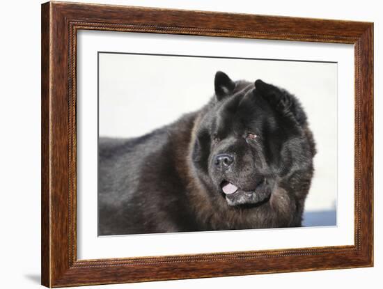 Chow Chow 02-Bob Langrish-Framed Photographic Print