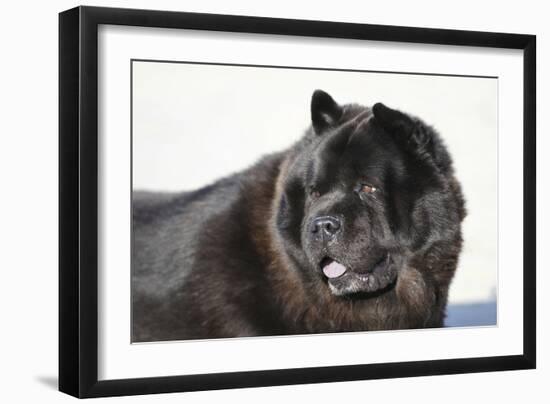 Chow Chow 02-Bob Langrish-Framed Photographic Print