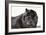 Chow Chow 02-Bob Langrish-Framed Photographic Print