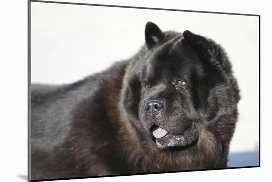 Chow Chow 02-Bob Langrish-Mounted Photographic Print