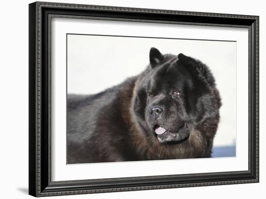 Chow Chow 02-Bob Langrish-Framed Photographic Print