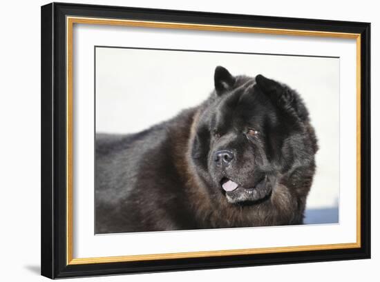 Chow Chow 02-Bob Langrish-Framed Photographic Print