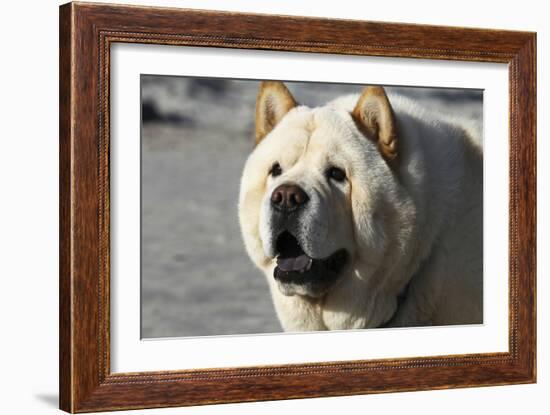 Chow Chow 11-Bob Langrish-Framed Photographic Print