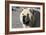 Chow Chow 11-Bob Langrish-Framed Photographic Print