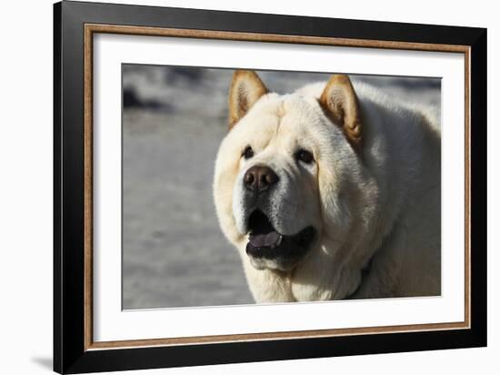 Chow Chow 11-Bob Langrish-Framed Photographic Print