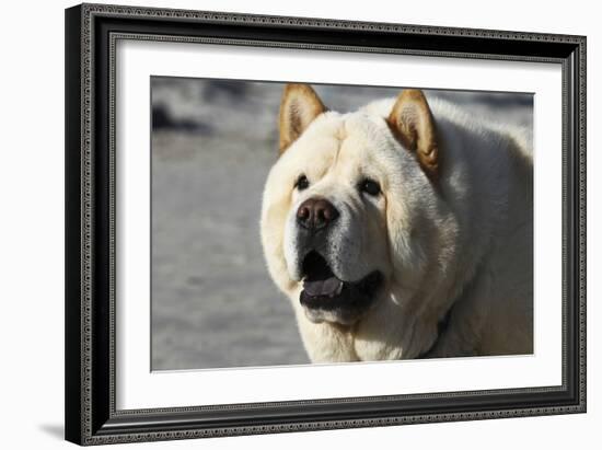 Chow Chow 11-Bob Langrish-Framed Photographic Print