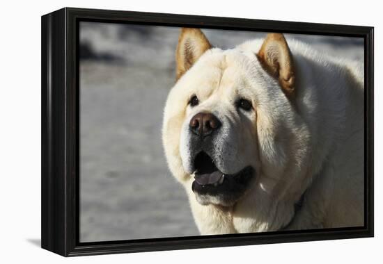 Chow Chow 11-Bob Langrish-Framed Premier Image Canvas