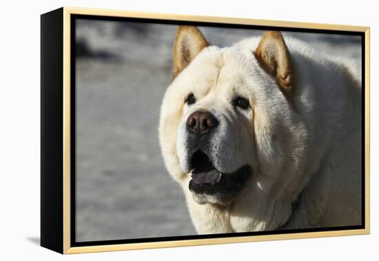 Chow Chow 11-Bob Langrish-Framed Premier Image Canvas