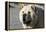 Chow Chow 11-Bob Langrish-Framed Premier Image Canvas