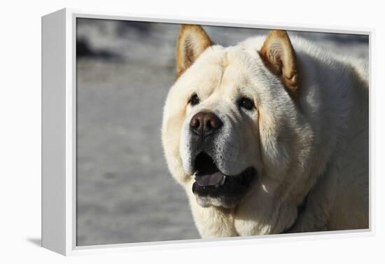 Chow Chow 11-Bob Langrish-Framed Premier Image Canvas