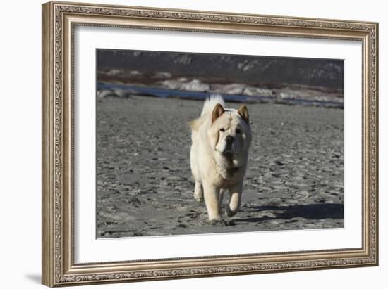 Chow Chow 24-Bob Langrish-Framed Photographic Print