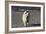 Chow Chow 24-Bob Langrish-Framed Photographic Print