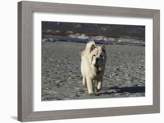 Chow Chow 24-Bob Langrish-Framed Photographic Print