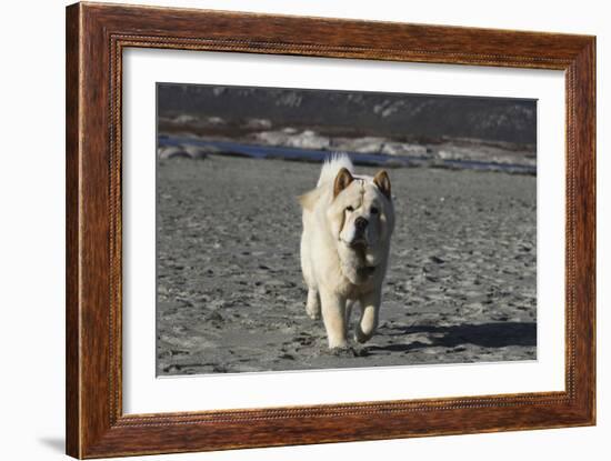 Chow Chow 24-Bob Langrish-Framed Photographic Print