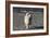 Chow Chow 24-Bob Langrish-Framed Photographic Print