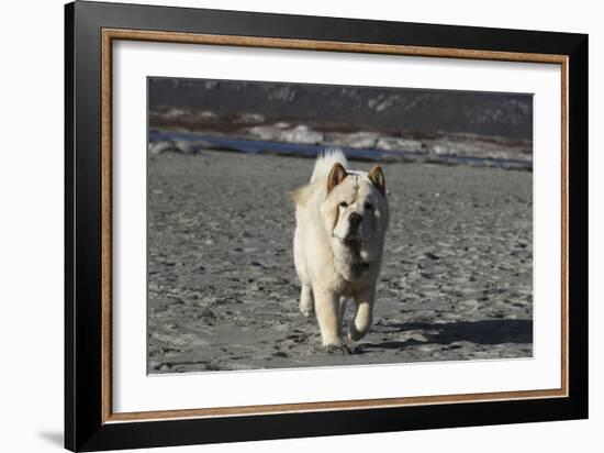 Chow Chow 24-Bob Langrish-Framed Photographic Print