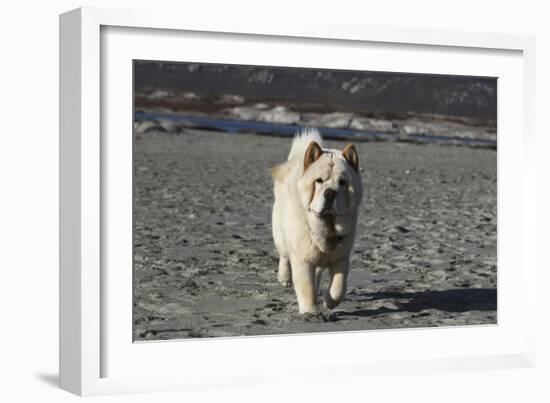 Chow Chow 24-Bob Langrish-Framed Photographic Print