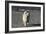 Chow Chow 24-Bob Langrish-Framed Photographic Print