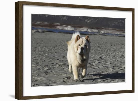 Chow Chow 24-Bob Langrish-Framed Photographic Print