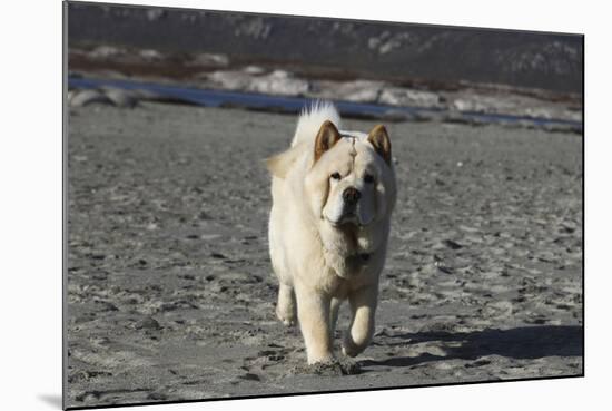 Chow Chow 24-Bob Langrish-Mounted Photographic Print