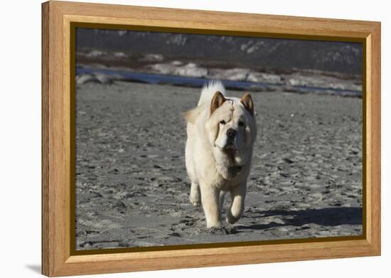 Chow Chow 24-Bob Langrish-Framed Premier Image Canvas