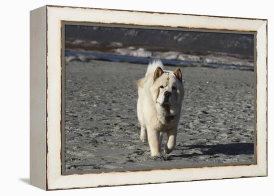 Chow Chow 24-Bob Langrish-Framed Premier Image Canvas