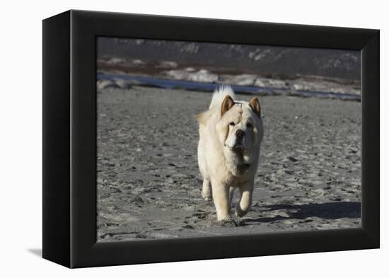 Chow Chow 24-Bob Langrish-Framed Premier Image Canvas