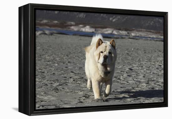 Chow Chow 24-Bob Langrish-Framed Premier Image Canvas