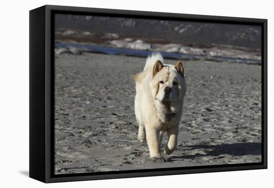 Chow Chow 24-Bob Langrish-Framed Premier Image Canvas