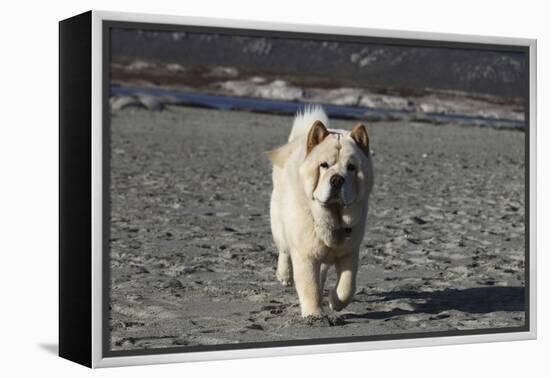 Chow Chow 24-Bob Langrish-Framed Premier Image Canvas