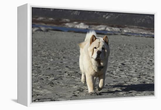 Chow Chow 24-Bob Langrish-Framed Premier Image Canvas