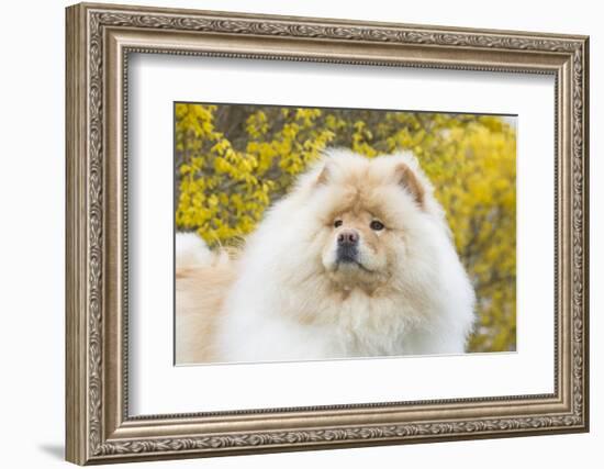 Chow Chow-Lynn M^ Stone-Framed Photographic Print